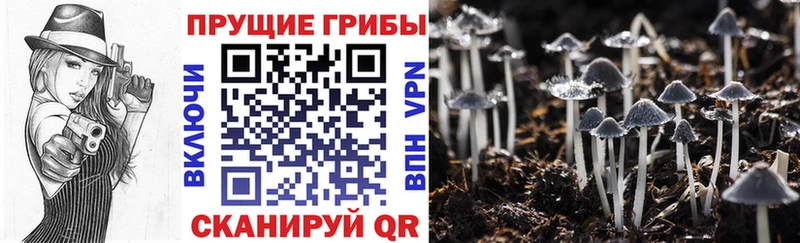 купить наркотик  Валуйки  Галлюциногенные грибы MAGIC MUSHROOMS 